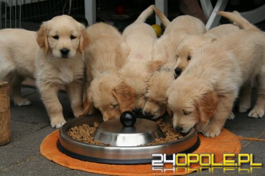 Odpowie za znęcanie się nad psami i uśmiercenie 8 szczeniąt 