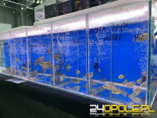 Egzotyczny świat tylko dziś. Odwiedź Terra Aqua Opole