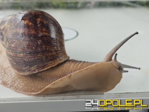 Egzotyczny świat tylko dziś. Odwiedź Terra Aqua Opole