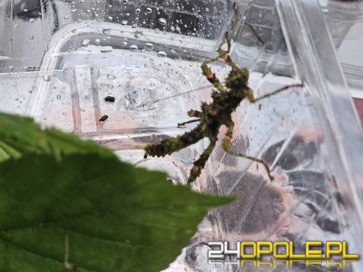 Egzotyczny świat tylko dziś. Odwiedź Terra Aqua Opole