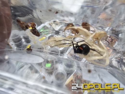 Egzotyczny świat tylko dziś. Odwiedź Terra Aqua Opole