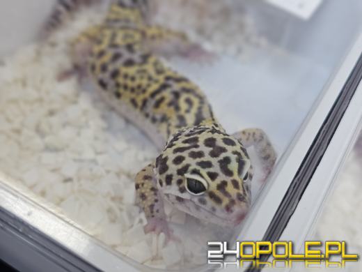 Egzotyczny świat tylko dziś. Odwiedź Terra Aqua Opole