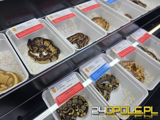 Egzotyczny świat tylko dziś. Odwiedź Terra Aqua Opole