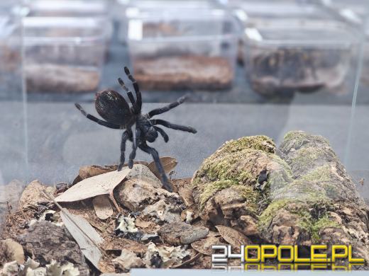 Egzotyczny świat tylko dziś. Odwiedź Terra Aqua Opole