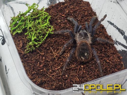 Egzotyczny świat tylko dziś. Odwiedź Terra Aqua Opole