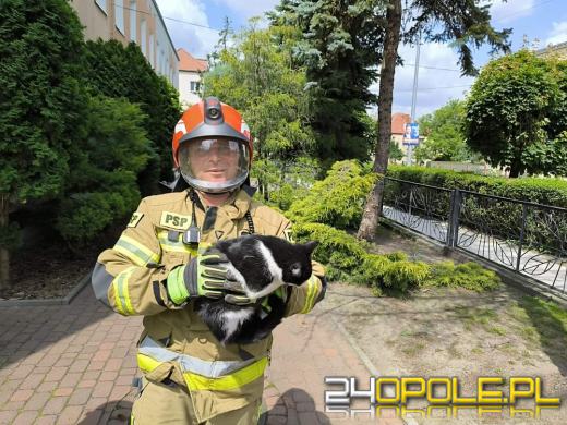 Strażacy pomogli kotu uwięzionemu na dachu 