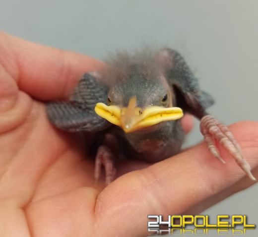 Kilkadziesiąt nowych pacjentów każdego dnia. Serie ataków mogą przerwać ludzie