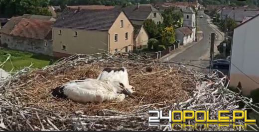 Bociany znalazły nowy dom. Szczęśliwy finał trzech bocianich jaj