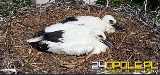 Bociany znalazły nowy dom. Szczęśliwy finał trzech bocianich jaj