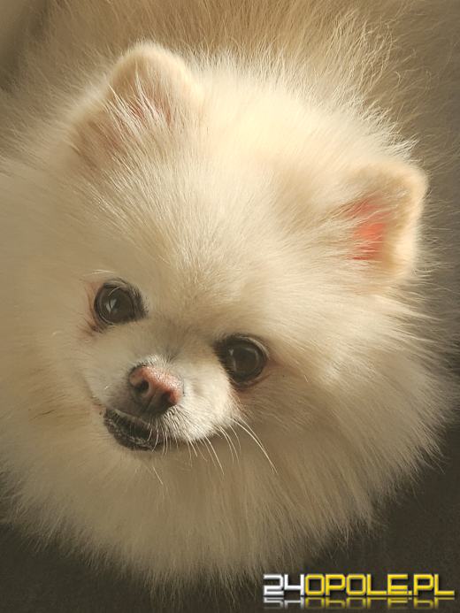 Dzisiaj świętujemy Dzień Psa.  Zobacz 30 ciekawostek na temat psów