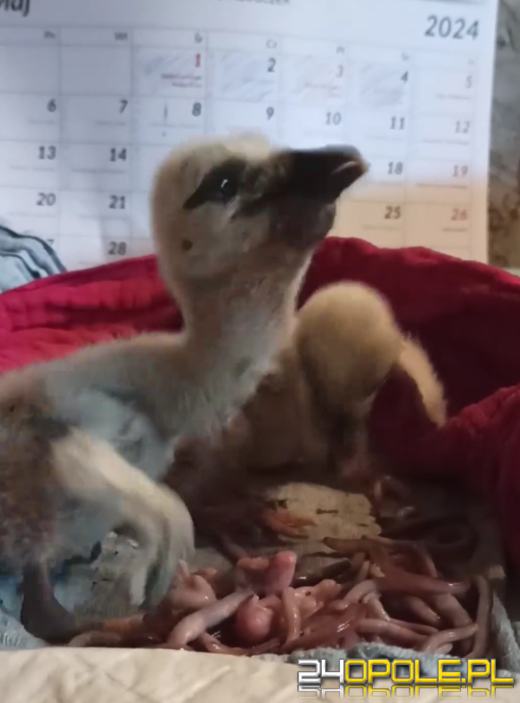 Bociany znalazły nowy dom. Szczęśliwy finał trzech bocianich jaj