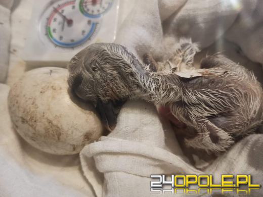 Bociany znalazły nowy dom. Szczęśliwy finał trzech bocianich jaj