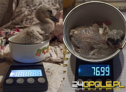 Bociany znalazły nowy dom. Szczęśliwy finał trzech bocianich jaj