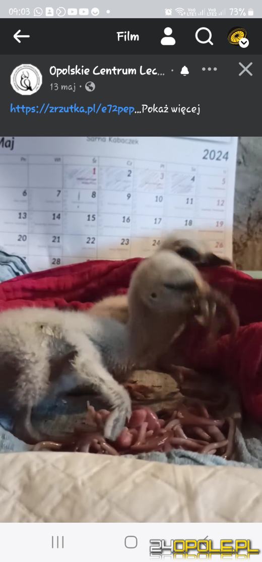 Bociany znalazły nowy dom. Szczęśliwy finał trzech bocianich jaj