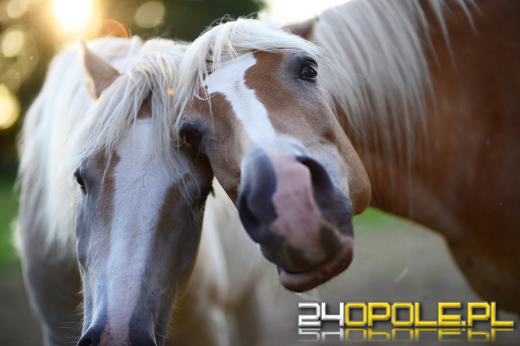 Walka o dobro koni z Morskiego Oka trwa nadal