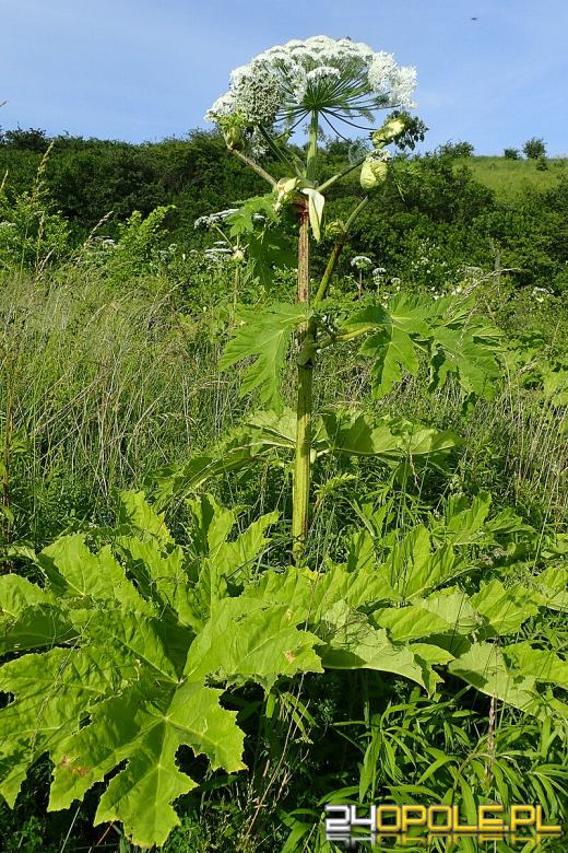  Uwaga na barszcz Sosnowskiego. Zobacz, gdzie możesz go spotkać