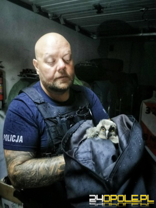 Policjanci uratowali życie małej sówki