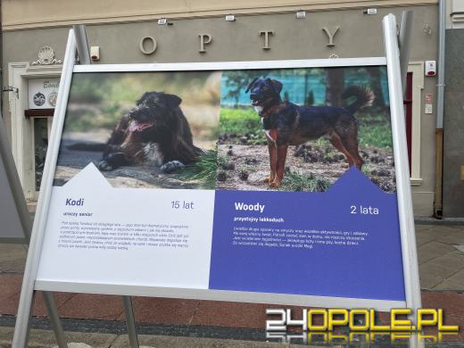 Wyjątkowa wystawa na Opolskim Rynku