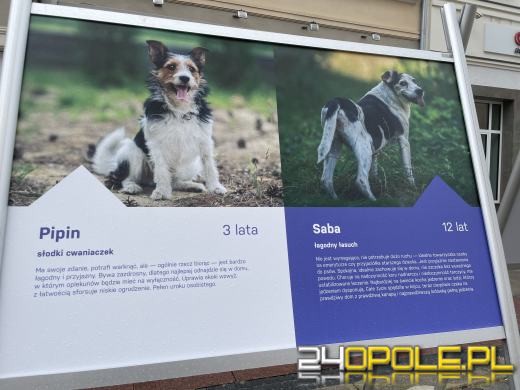 Wyjątkowa wystawa na Opolskim Rynku