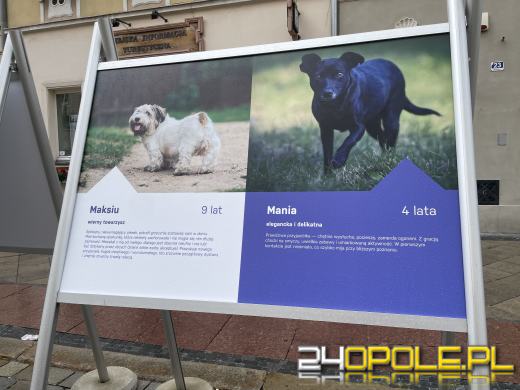 Wyjątkowa wystawa na Opolskim Rynku
