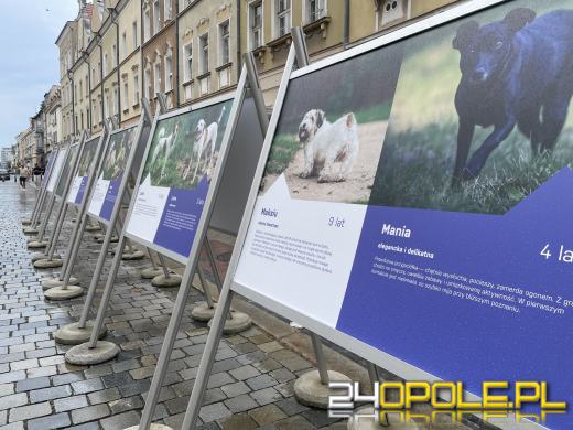 Wyjątkowa wystawa na Opolskim Rynku