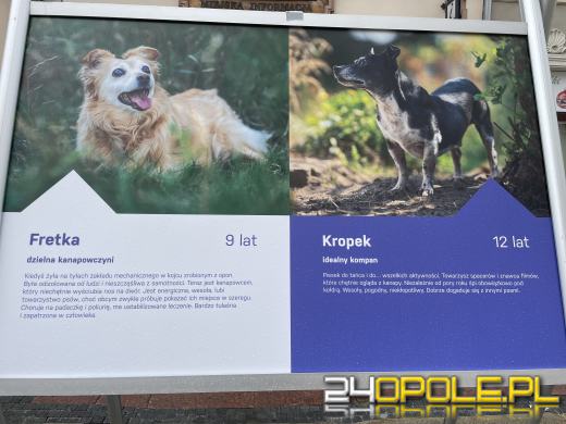 Wyjątkowa wystawa na Opolskim Rynku