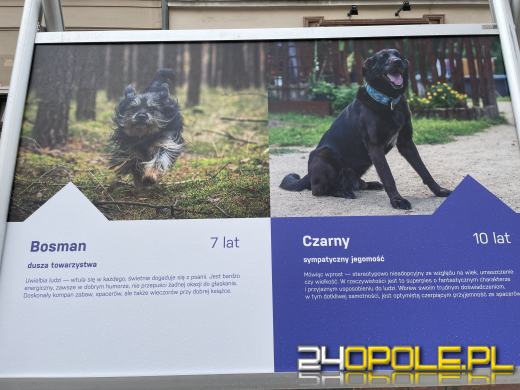 Wyjątkowa wystawa na Opolskim Rynku