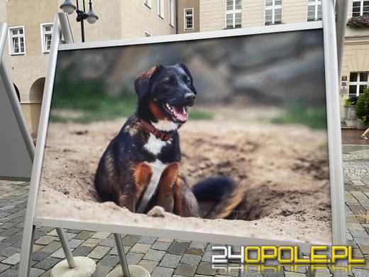 Wyjątkowa wystawa na Opolskim Rynku