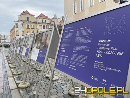 Wyjątkowa wystawa na Opolskim Rynku