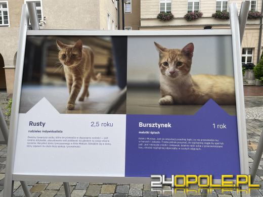 Wyjątkowa wystawa na Opolskim Rynku