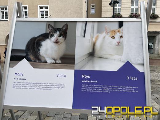 Wyjątkowa wystawa na Opolskim Rynku