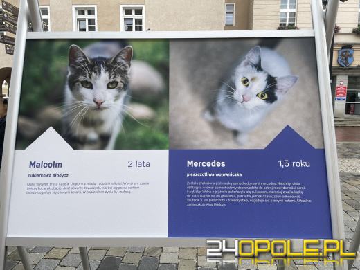 Wyjątkowa wystawa na Opolskim Rynku