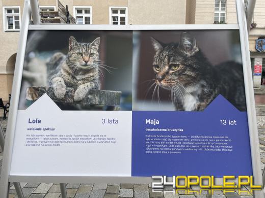 Wyjątkowa wystawa na Opolskim Rynku