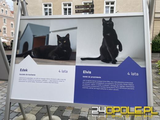 Wyjątkowa wystawa na Opolskim Rynku