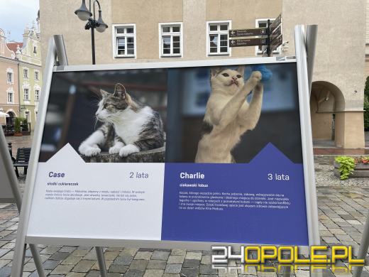 Wyjątkowa wystawa na Opolskim Rynku