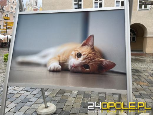 Wyjątkowa wystawa na Opolskim Rynku