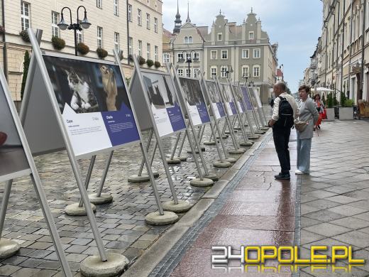 Wyjątkowa wystawa na Opolskim Rynku