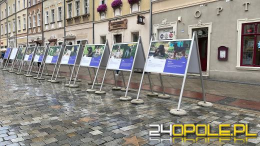 Wyjątkowa wystawa na Opolskim Rynku