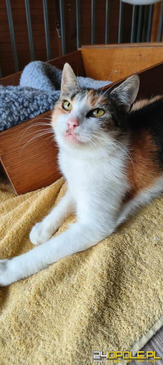 Międzynarodowy Dzień Kota. Poznaj zaskakujące ciekawostki o kotach