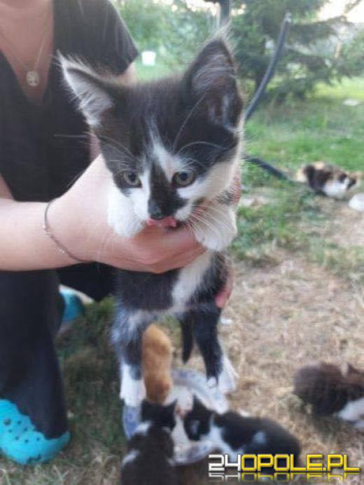 Międzynarodowy Dzień Kota. Poznaj zaskakujące ciekawostki o kotach