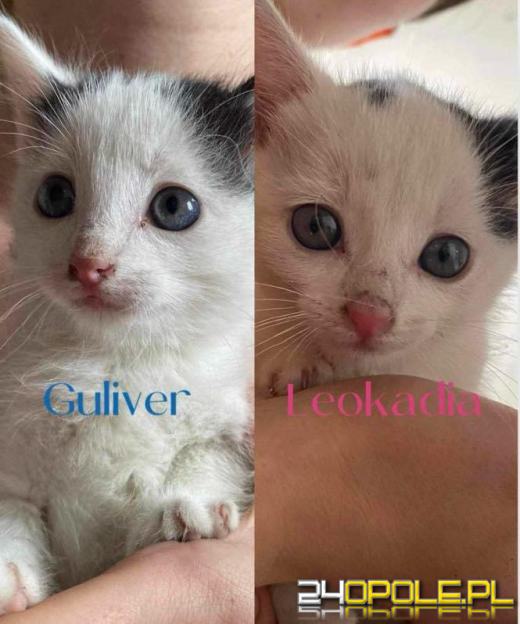 Międzynarodowy Dzień Kota. Poznaj zaskakujące ciekawostki o kotach