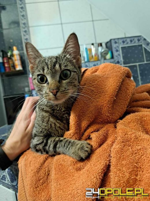 Międzynarodowy Dzień Kota. Poznaj zaskakujące ciekawostki o kotach