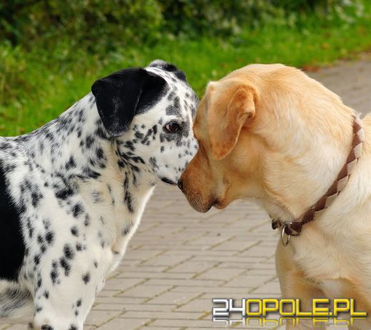 Stop łańcuchom, pseudohodowlom i bezdomności zwierząt