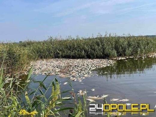 105 ton śniętych ryb w wodach płynących przez Opolszczyznę