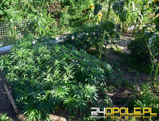 Sadził pomidory, a między nimi marihuanę. 34-latek złapany