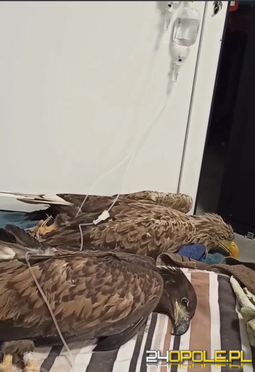 Kolejne przypadki trucia bielików na Opolszczyźnie