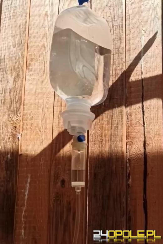 Kolejne przypadki trucia bielików na Opolszczyźnie