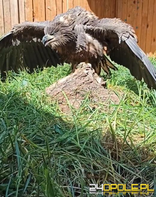 Kolejne przypadki trucia bielików na Opolszczyźnie