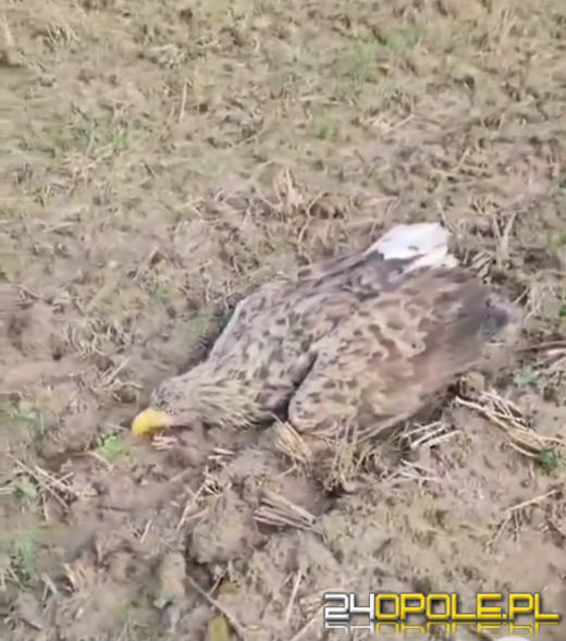 Kolejne przypadki trucia bielików na Opolszczyźnie