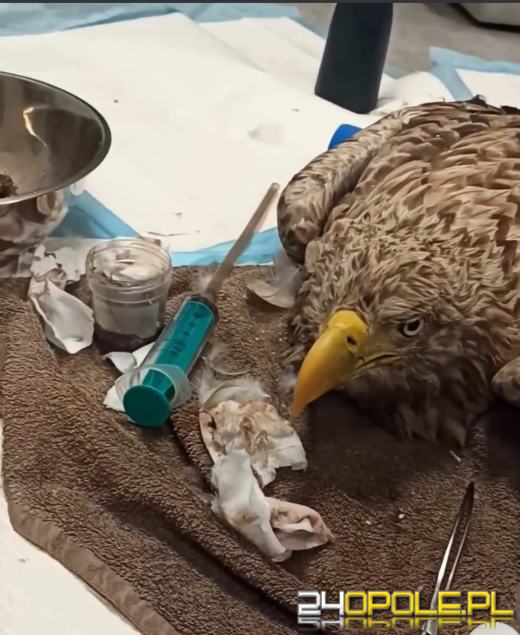 Kolejne przypadki trucia bielików na Opolszczyźnie